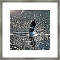 Loon Shake #2 Framed Print