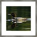 Loon 6 Framed Print