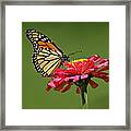 Monarch Butterfly #2 Framed Print