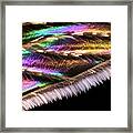 Mosquito Wing Framed Print