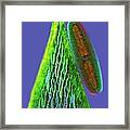 Netrium Desmid #2 Framed Print