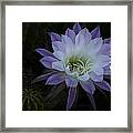 Night Blooming Cactus  #2 Framed Print