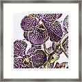 Orchid Study #2 Framed Print