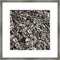 Oyster Shells After Processing #2 Framed Print