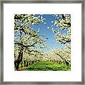 Peach Blossoms, Hood River, Oregon, Usa #2 Framed Print
