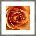 Peach Rose #2 Framed Print