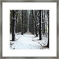 Pines In Snow #2 Framed Print