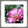 Pink Cactus Flower #2 Framed Print