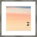 Piping Plover #1 Framed Print