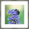 Purple Flower And Bee #2 Framed Print