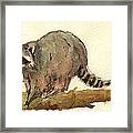 Raccoon #2 Framed Print