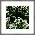 Ragweed Pollen Sem #2 Framed Print
