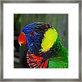 Rainbow Lorikeet #2 Framed Print