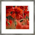 Red Poppy Flowers #2 Framed Print