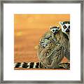 Ring-tailed Lemur Mother And Baby #2 Framed Print