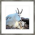 Rocky Mountain Goats - Nanny And Kid Framed Print