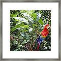 Scarlet Macaw #2 Framed Print