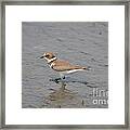 Semipalmated Plover #2 Framed Print