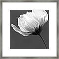Simply Beautiful In Black And White Framed Print