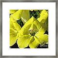 Snapdragon From The Mme Butterfly Mix #2 Framed Print