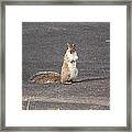 Squirrel #2 Framed Print