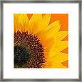 Sunflower Closeup 2 Framed Print