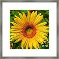 Sunflower #2 Framed Print