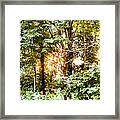 Sunset And Trees #2 Framed Print