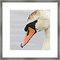 Swan With Wings Open Framed Print