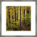 The Magic Forest  #1 Framed Print