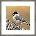 The Marsh Tit #2 Framed Print