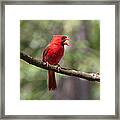 The Singing Cardinal #2 Framed Print