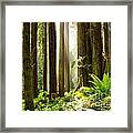 The Thinking Tree Framed Print