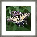 Tiger Swallowtail On Butterfly Bush #2 Framed Print