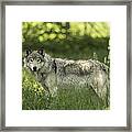 Timber Wolf #2 Framed Print