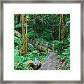 Tropical Rain Forest In San Juan #2 Framed Print