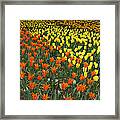 Tulip Flower Garden Japan #2 Framed Print
