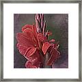 Vintage Cana Lily #2 Framed Print