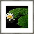 Water Lily #2 Framed Print