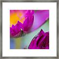 Waterlily Dream Framed Print