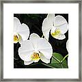 White Orchids #2 Framed Print