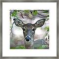 White Tailed Deer #2 Framed Print