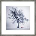 Winter Tree In Fog 1 Framed Print