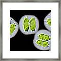 Xanthidium Antilopaeum Green Alga #2 Framed Print