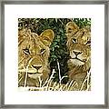 Young Brothers #2 Framed Print