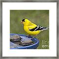 American Goldfinch #20 Framed Print