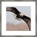 Bald Eagle #215 Framed Print