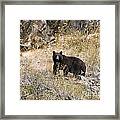 231p Black Bear Framed Print