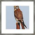 American Kestrel #25 Framed Print