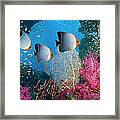 Coral Reef Scenery #25 Framed Print